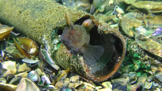 Garbage on the seabed: a male Tentacled blenny (Parablennius tentacularis) looks out of the body of the missile, where he arranged a nest, medium shot.
