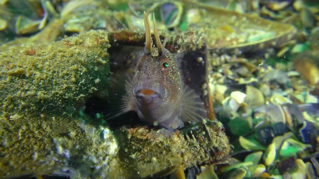 Garbage on the sea floor: male Tentacled blenny (Parablennius tentacularis) looks out from the body of the projectile, where he built a nest, close-up.
