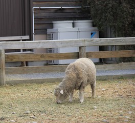 のんびりと草を食む羊(ニュージーランド)