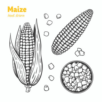 Maize vector hand drawn illustration