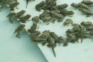 Frog in the nursery and also the tail ,tadpole