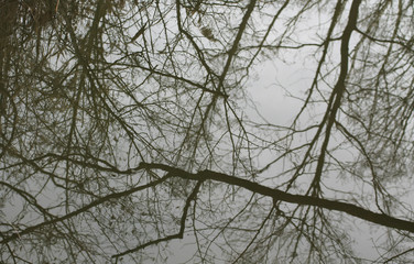 reflections of bare branches of trees on the water surface useful as background