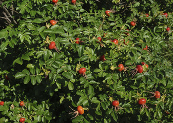 Coffee beans ripening on tree