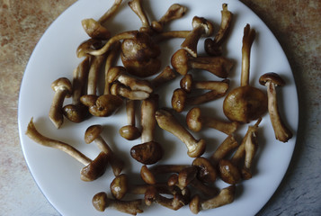 washed Mushrooms from the forest