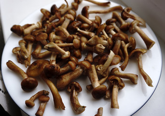 washed Mushrooms from the forest