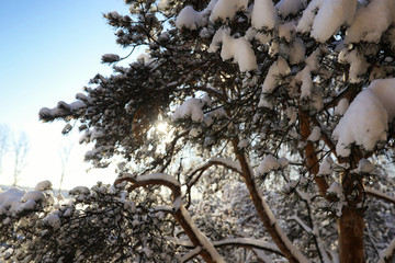 pine forest after a heavy snow storm on sunny winter day