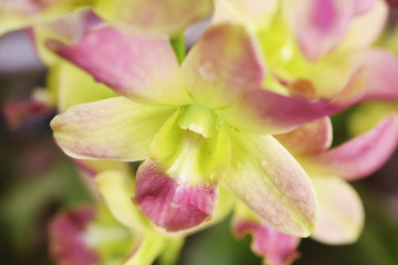 beautiful orchid bud flowers close up on nature background