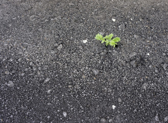 green plant in cracked asphalt road texture