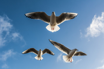 Fototapeta na wymiar Three black-headed gulls (chroicocephalus ridibundus) airborn against blue sky on sunny day
