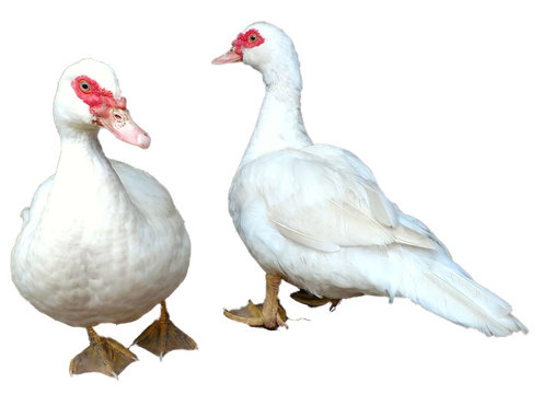 Pair of standing white Muscovy ducks with red mask isolated
