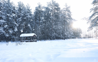magic pine forest in winter season in snow