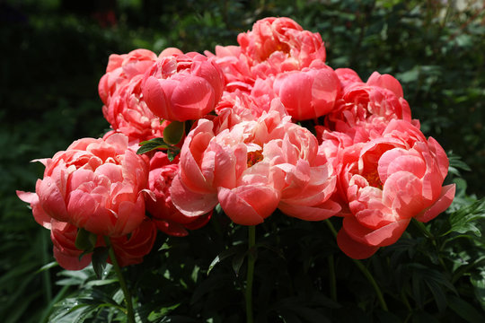 Fototapeta Flowering coral hybrid peony "CORAL CHARM" in the spring garden.