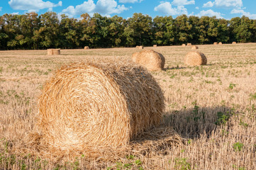 round stacks of dry straw on harvest field