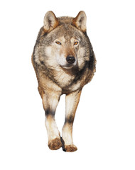 Wolf standing grey full size cute