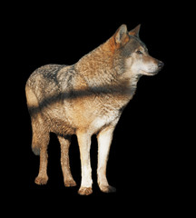 Wolf standing grey full size cute
