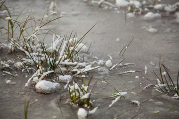 Obraz na płótnie Canvas Weak snow covered grass peeking through thin ice on early winter evening