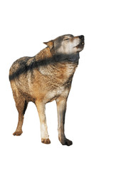 Wolf standing grey full size cute