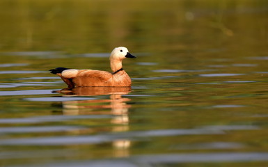 Rudy shelduck