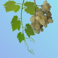 Grapes with leaves on blue background. Vector illustration
