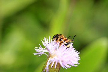 Oxycetonia jucunda, closeup