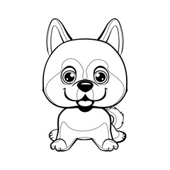 dog Alaskan Kli Kai breed sitting. Lovely linear dog. Illustration of children. Funny baby animal.