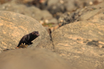 Neovison vison. Wild nature of Norway. Animal on stones. Beautiful Norse nature. Runde Island. Hunting animal. Norway. 
