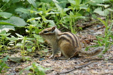 A wild, fluffy chipmunk (Tamias sibiricus) sits on a forest trail in the summer.