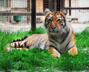 Tiger laying at the green grass