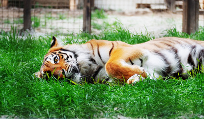 Tiger laying at the green grass