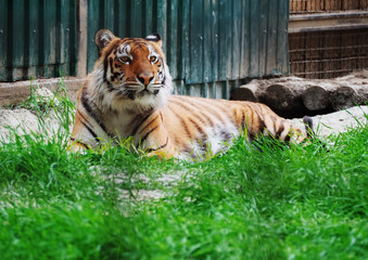 Tiger laying at the green grass