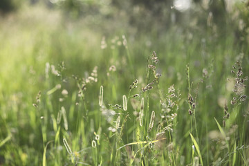 Landscape is summer. Green trees and grass in a countryside land
