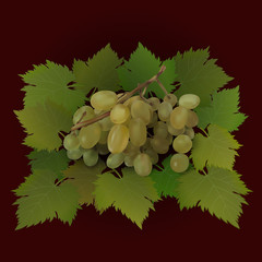 Bunch of grapes on green grape leaves. Vector illustration