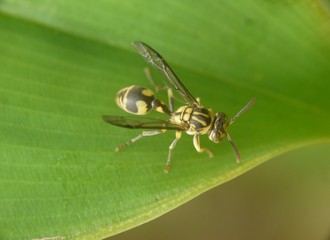 Wasp hornet
