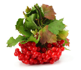 Red berries of Viburnum (arrow wood) with green leaf isolated on white background