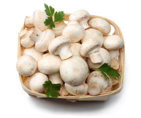 mushrooms isolated on white background. top view