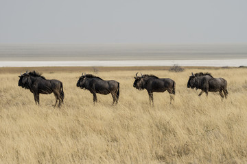 Gnus in Namibia © C.M.M.