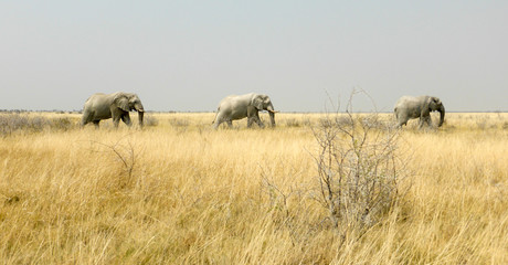 Elefanten in Namibia
