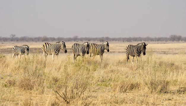 Strau&szlig;e in Namibia