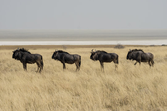 Gnus in Namibia