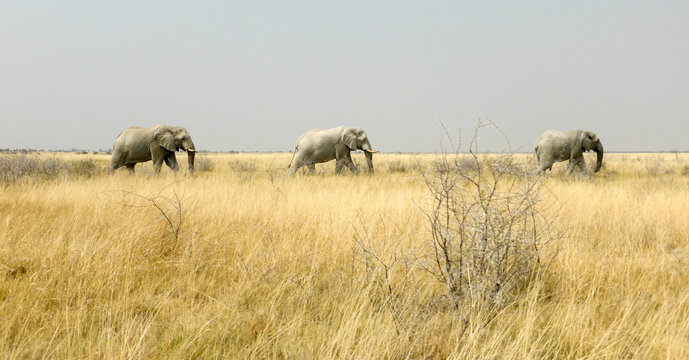 Elefanten in Namibia
