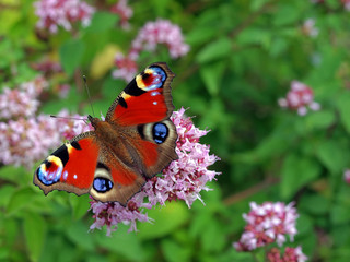 Auf der Blüte