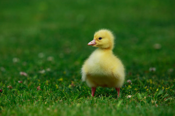 little yellow duckling