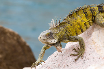 Leguan auf Fels