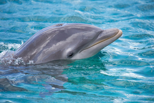 Hübscher Delfin-Kopf 