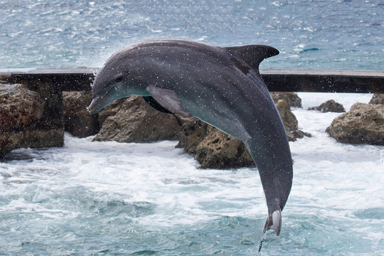 Delfin springt ins Wasser