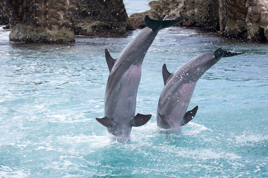 Delfine springen ins Wasser