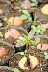 Germinating seed to sprout of avacado in agriculture and plant grow sequence with nature background