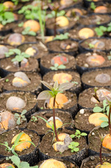 Germinating seed to sprout of avacado in agriculture and plant grow sequence with nature background