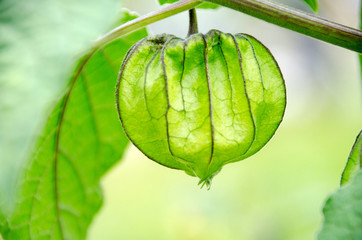 Cape Gooseberry (Physalis peruviana), little twig on nature background in the garden Mae Hong Son, Northern Thailand.