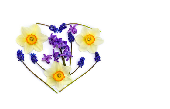 Narcissus, hyacinths and flowers muscari in the shape heart on white background with space for text. Top view. Flat lay.